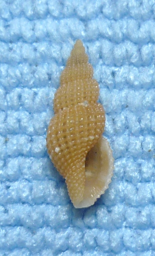 Raphitoma atropurpurea?